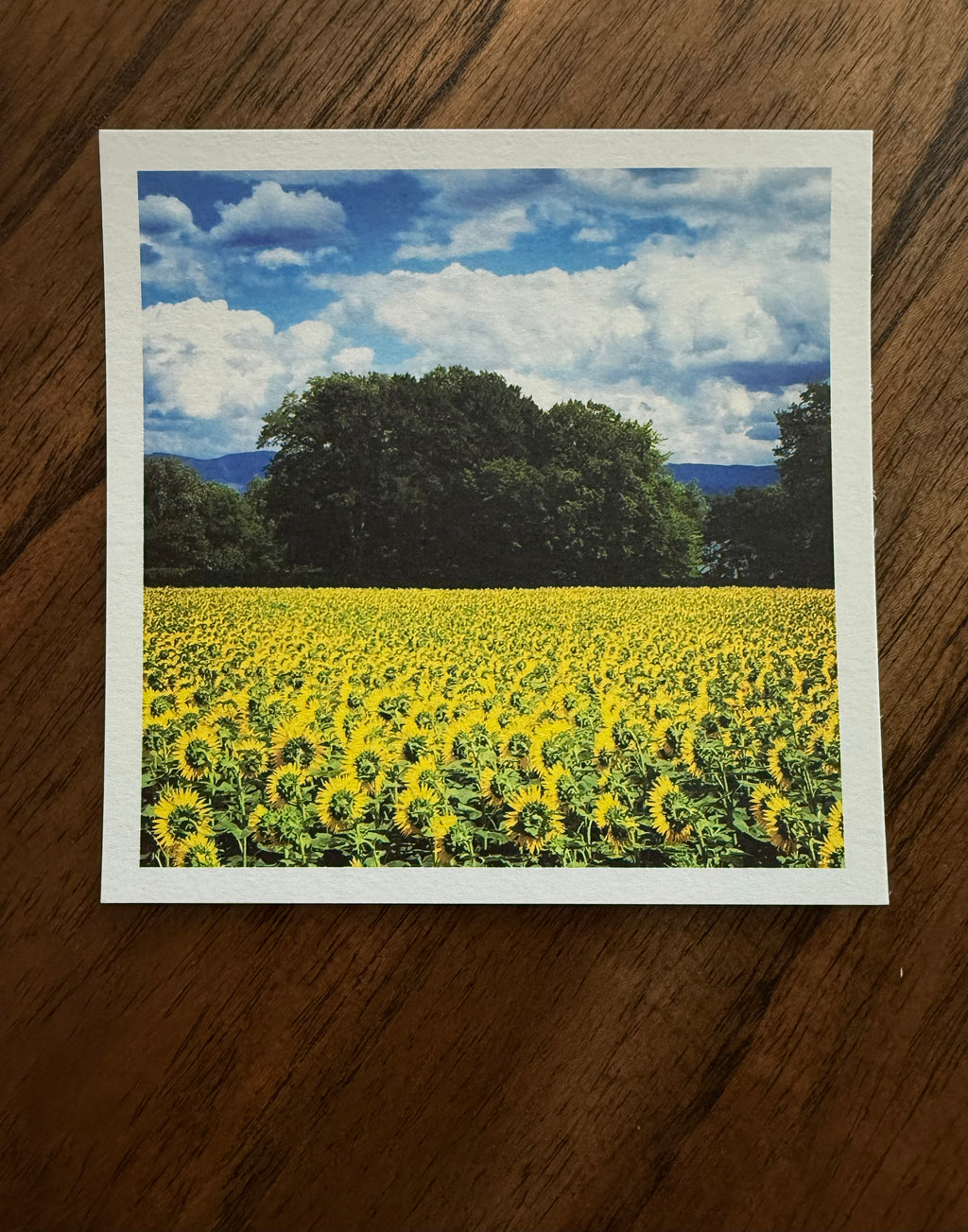 Swiss Sunflower Fields