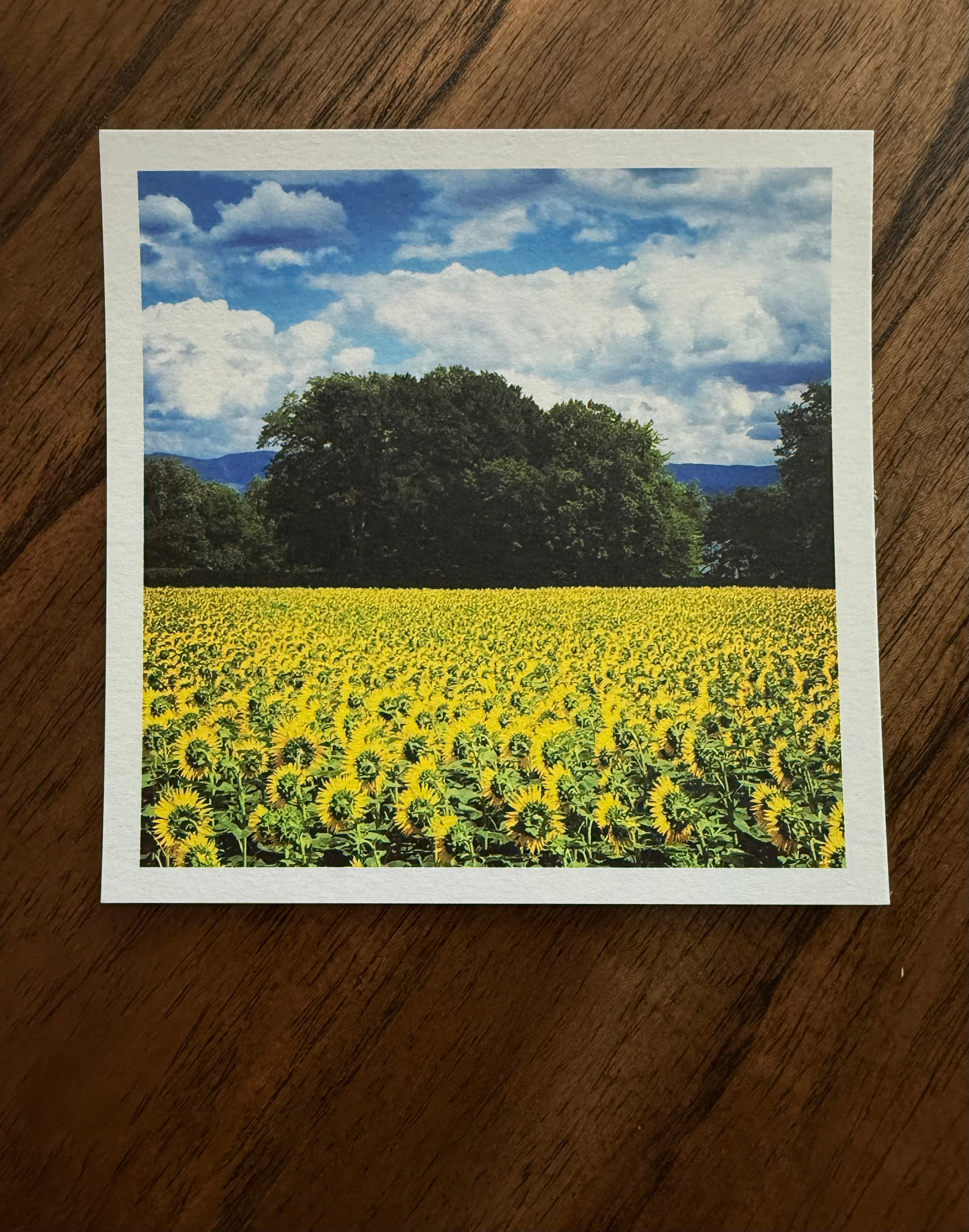 Swiss Sunflower Fields