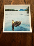 My Maine Duck