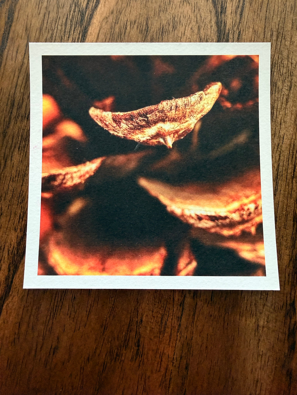 Pinecone