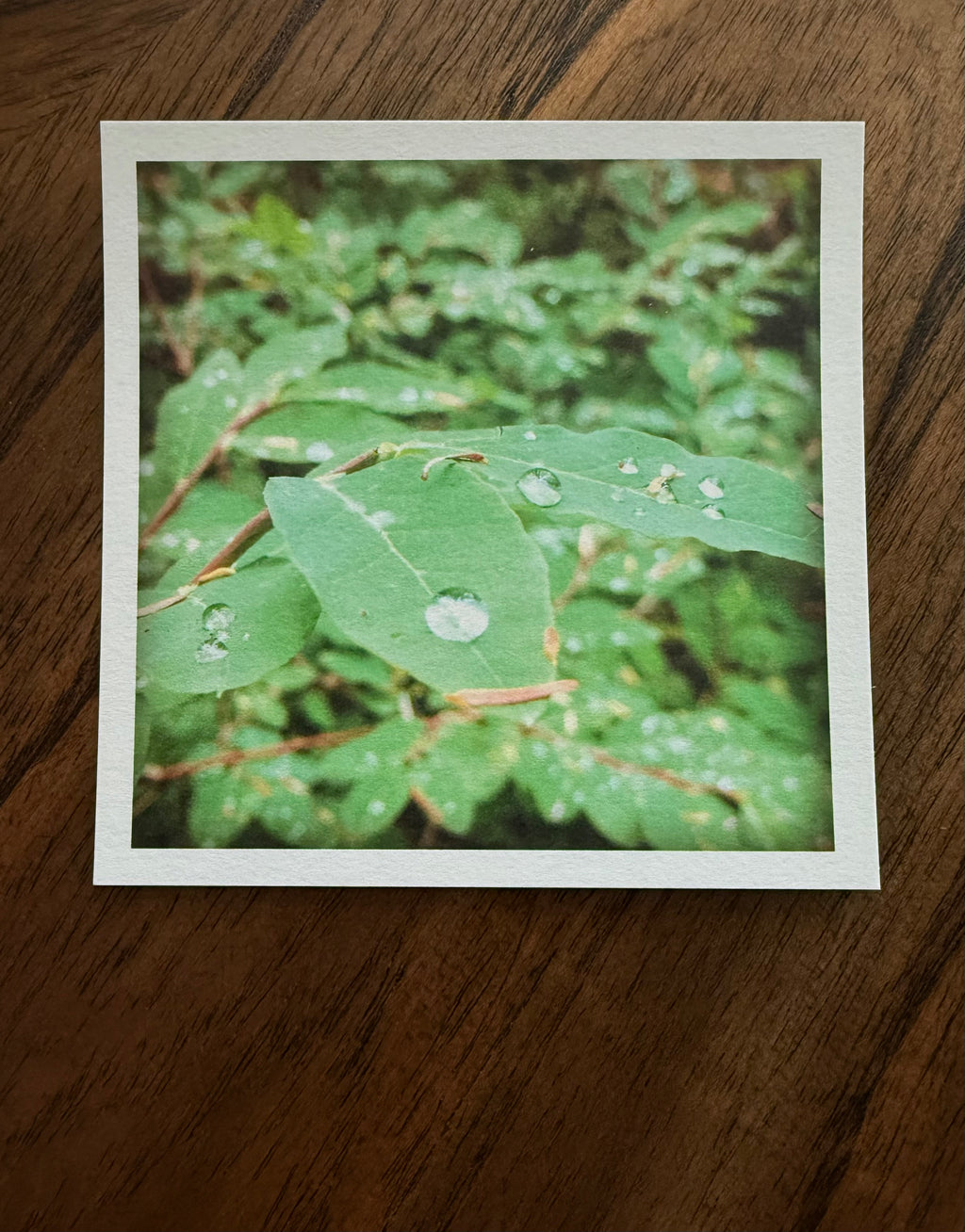 Morning Dew