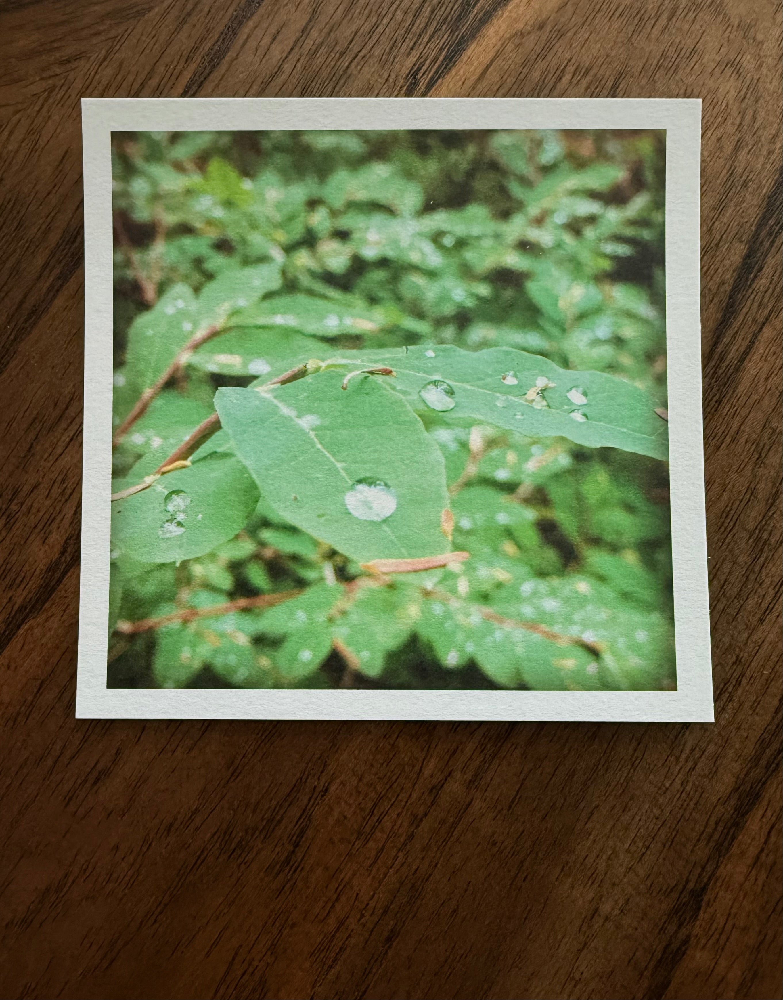 Morning Dew