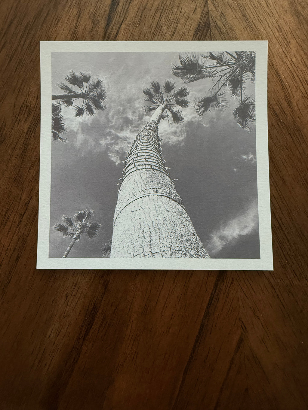 Palms