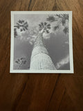 Palms