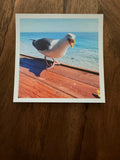 Angry Bird