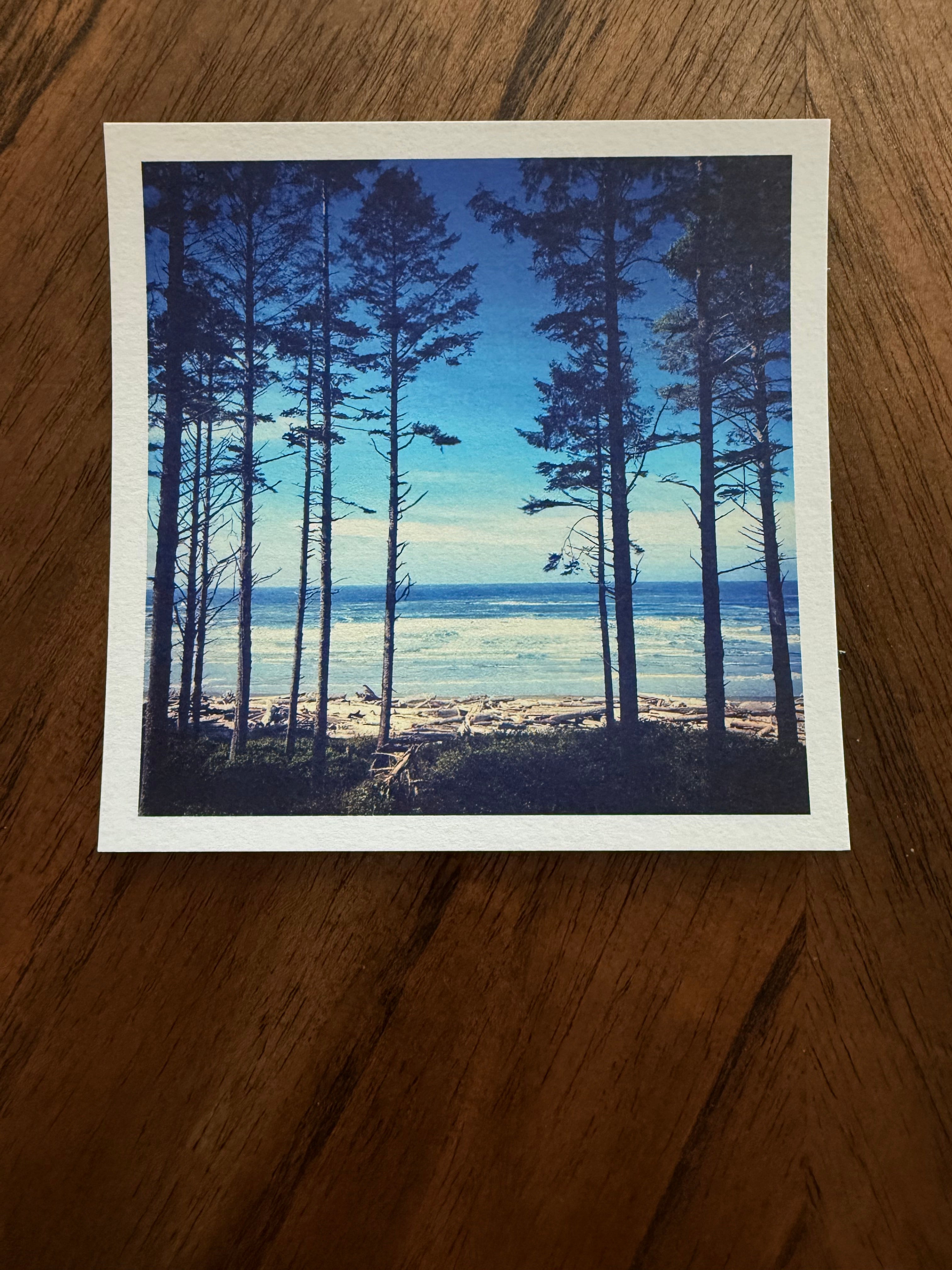 Pines in Sand
